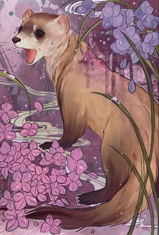 Black Footed ferret